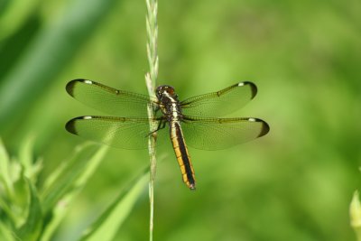 dragonfly27.jpg
