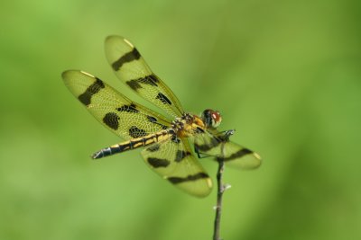 dragonfly28.jpg