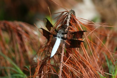 Common Whitetail