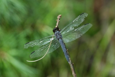 dragonfly30.jpg