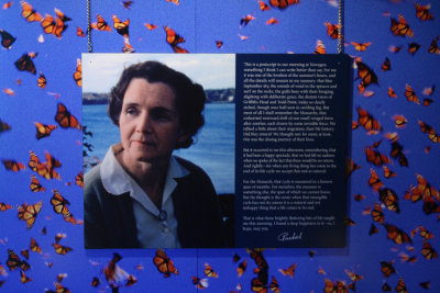 Rachel Carson Quote