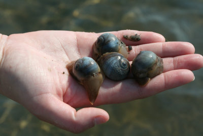 Moon Snails