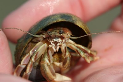 Hermit Crab