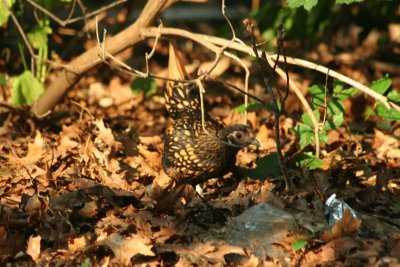 One of Randy's Chickens