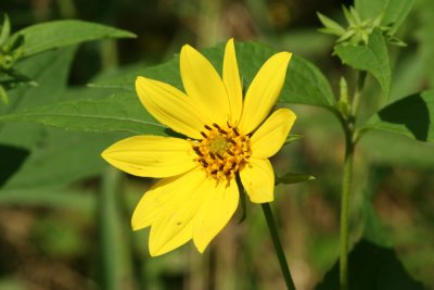 Larger Bur-marigold