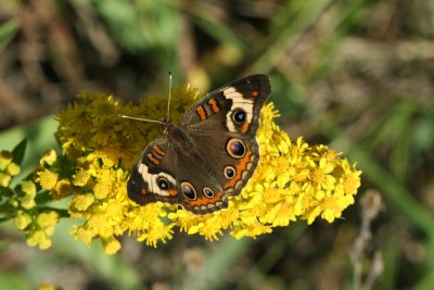 Common Buckeye