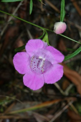 flower69_higbee.jpg