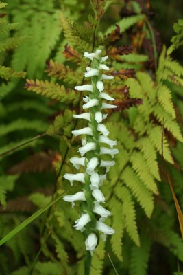 flower70_higbee.jpg