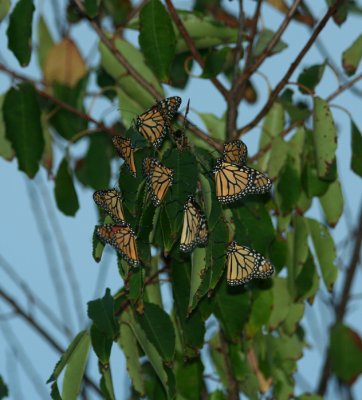 Roosting Monarchs