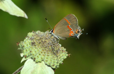 Red-Banded Hairstreak