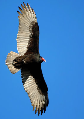 D2H_8956TurkeyVulture.jpg