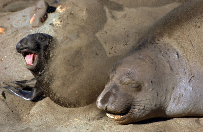 D2H_9422ElephantSeal1.jpg