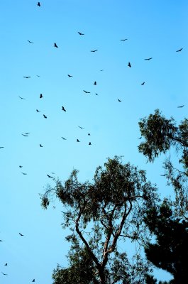 D2Ha_2685TurkeyVulture1.jpg