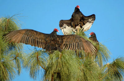 D2Ha_2528TurkeyVulture1.jpg