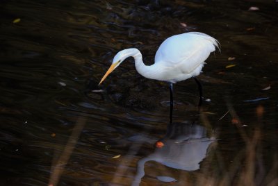 D3A_0818Egret1.jpg