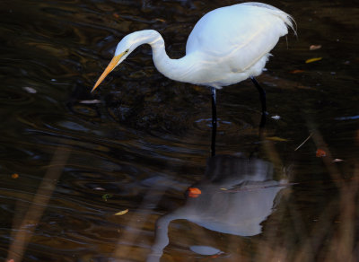 D3A_0818Egret1CropA.jpg