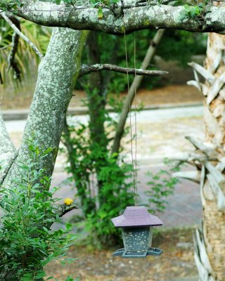 And a safe location for bird feeder
