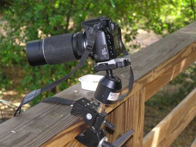 Camera Setup for Squirels