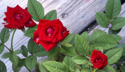 Miniature Roses