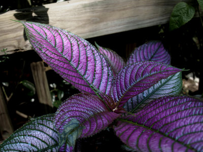 Persian Shield 2.jpg