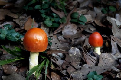 mushrooms.jpg