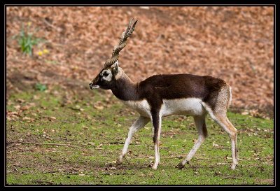 Antilope Cervicapre 1