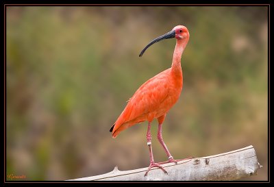 Ibis rouge