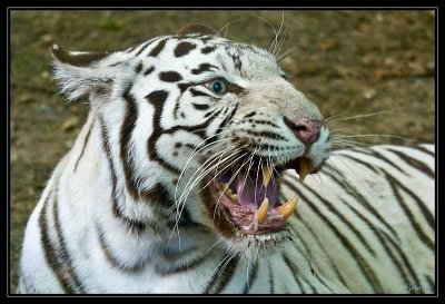 Tigre blanc 3