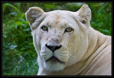 Lion blanc 5