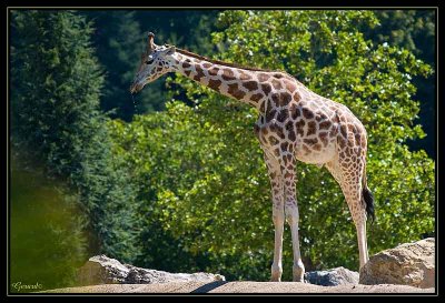 Girafe 3