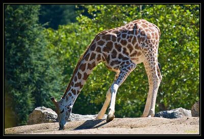 Girafe 4