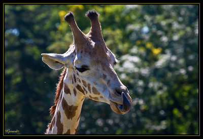 Girafe 5