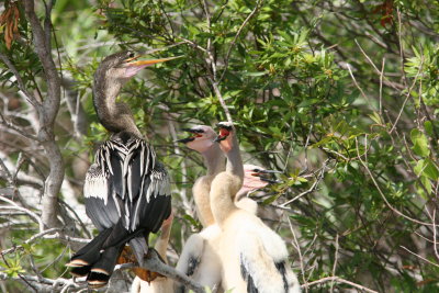 2006-03-17 SHARK REEF EVERGLADES 271.jpg