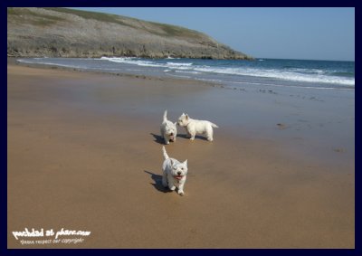story 7: pooch visits pembrokeshire