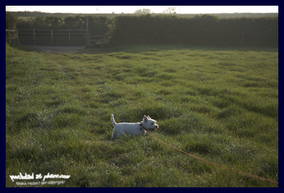evening rabbit hunt