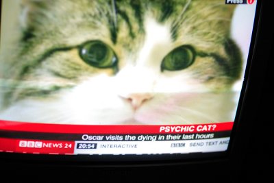 a still of our pbase friend Joan's nursing home cat on telly!