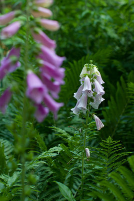 Pentax-A 50/1.2 @f/4