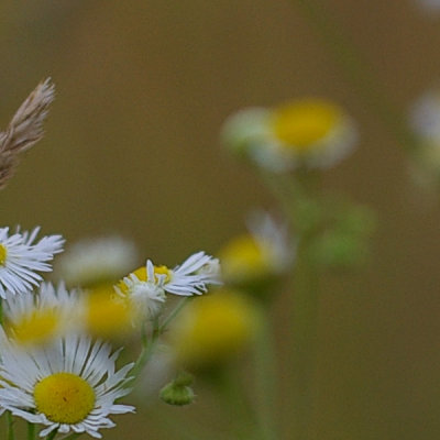 Nikkor-S Auto 50/1.4 @ f/1.4 [Crop]