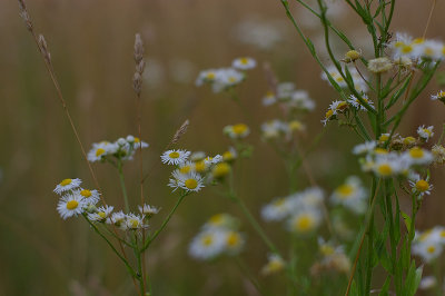 Nikkor-S Auto 50/1.4 @ f/1.4