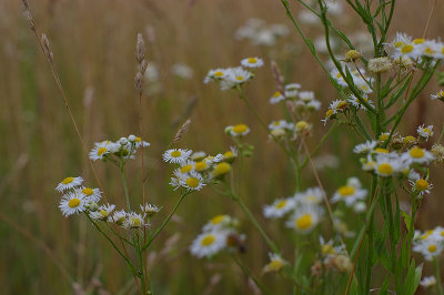 Nikkor-S Auto 50/1.4 @ f/2.8