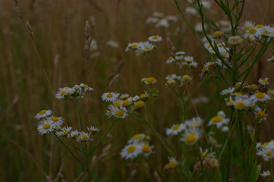 Nikkor-S Auto 50/1.4 @ f/5.6