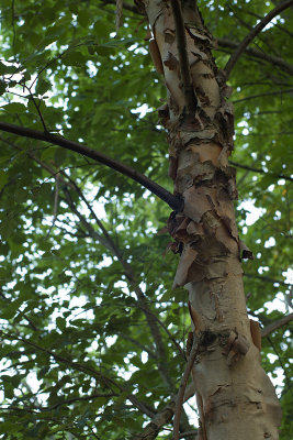 Sears Auto 55/1.4 @ f/8