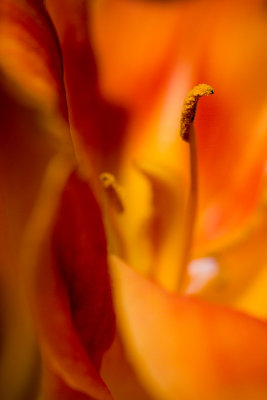 Double Daylily Abstract[Extension Tubes]