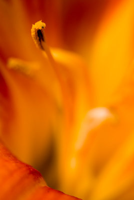 Daylily Abstract<br>[Extension Tubes]