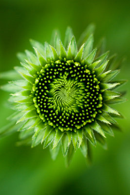 (Green) Purple Cone Flower[Extension Tubes]