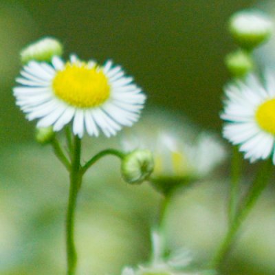 [100% Crop] Sears 55/1.4 @ f/1.4