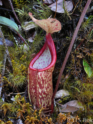 P1010370a.jpg