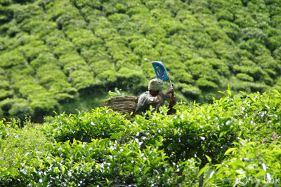 Cameron Highland.jpg