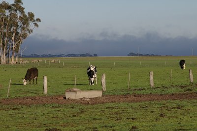 More Cows