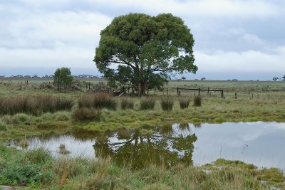 Tree and Water